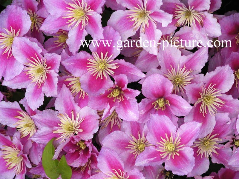 Clematis 'Piilu'