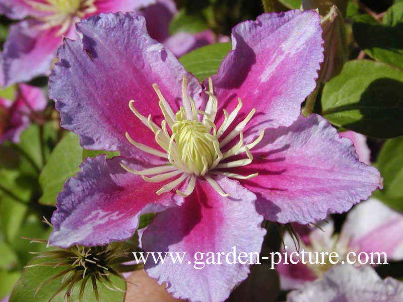 Clematis 'Piilu'