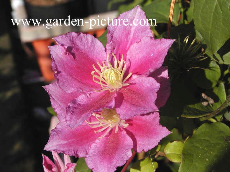 Clematis 'Piilu'