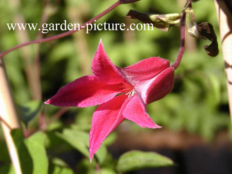 Clematis 'Princess Diana'