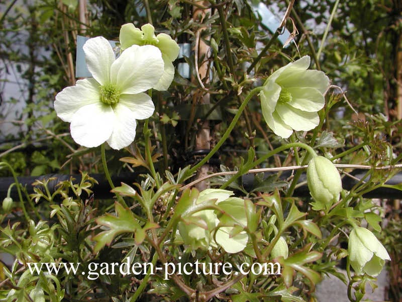 Clematis 'Early Sensation'