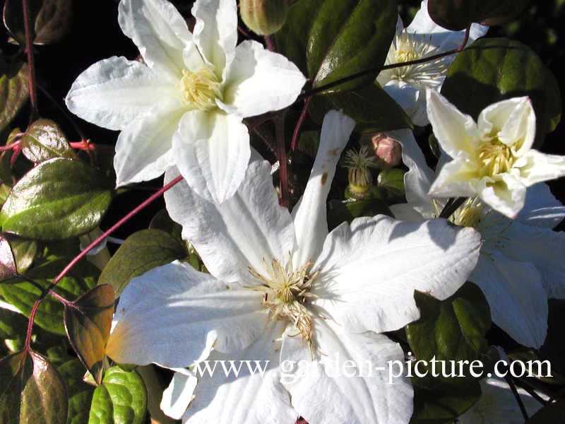 Clematis 'Sylvia Denny'