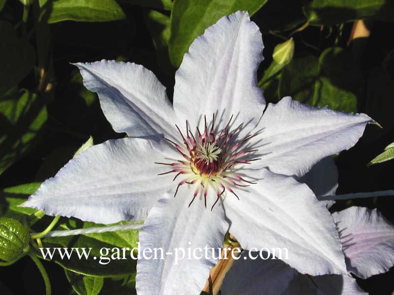 Clematis 'Snow Queen'