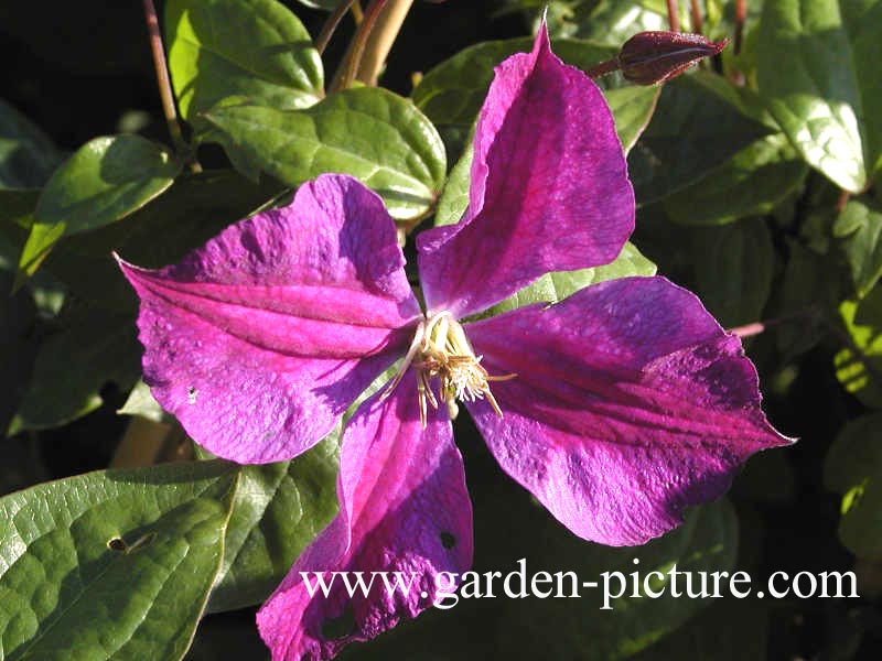 Clematis 'Star of India'