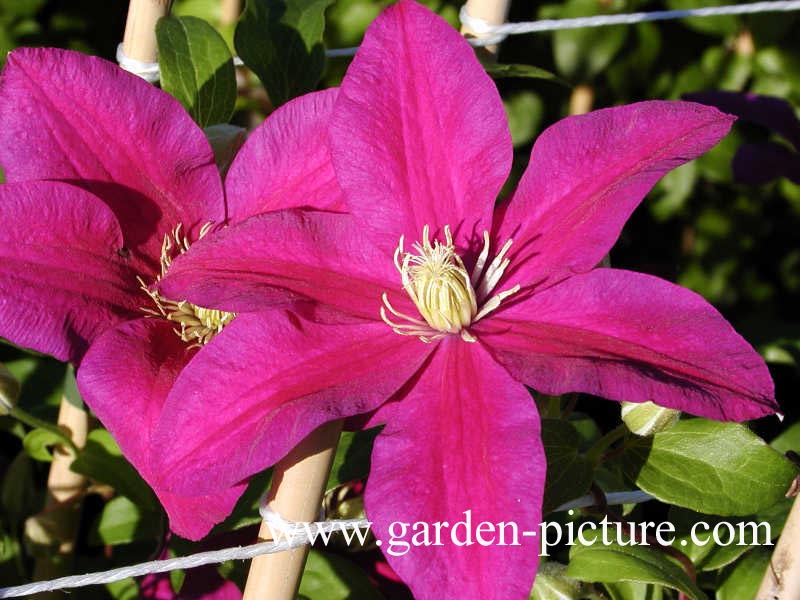 Clematis 'Sunset'