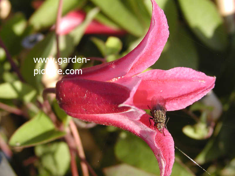 Clematis 'Princess Diana'