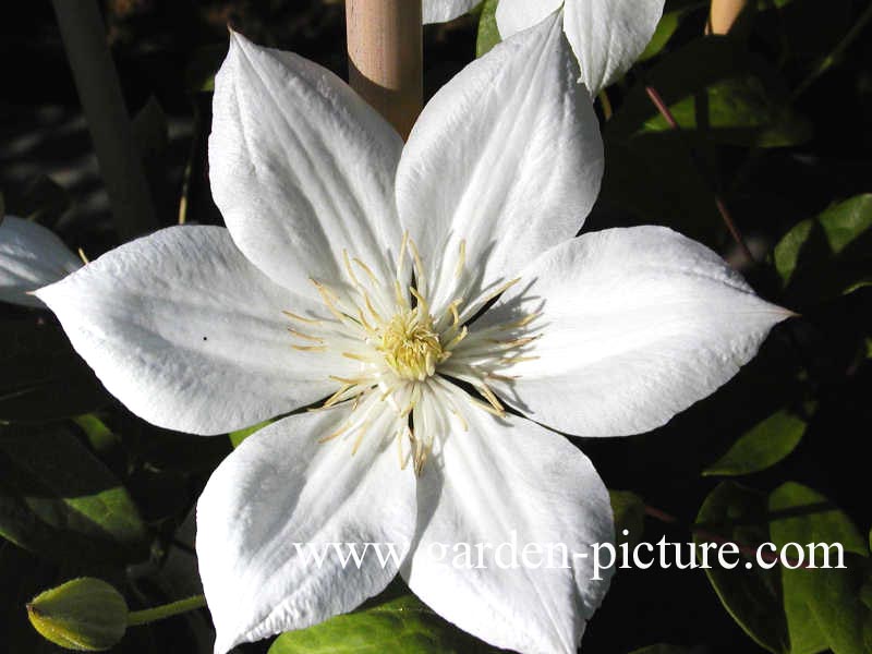 Clematis 'The Bride'