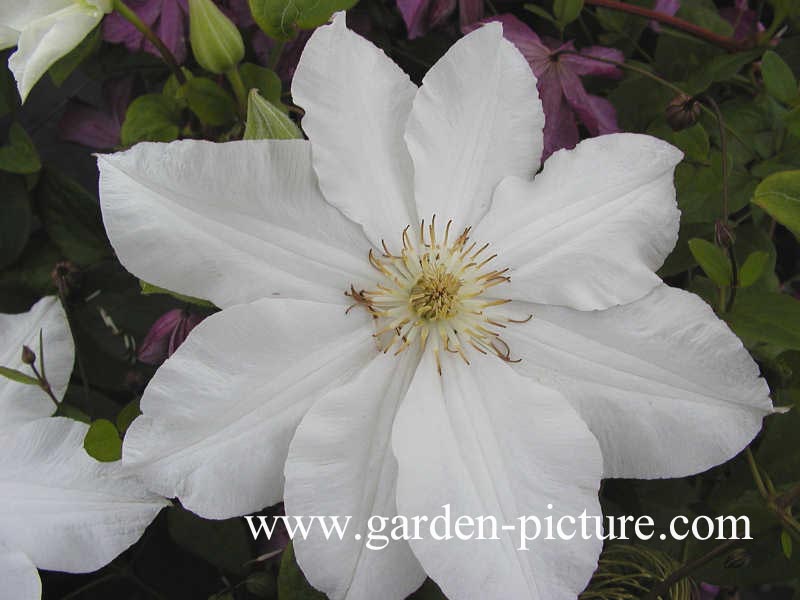 Clematis 'Toki'