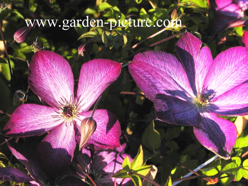 Clematis 'Venosa Violacea'