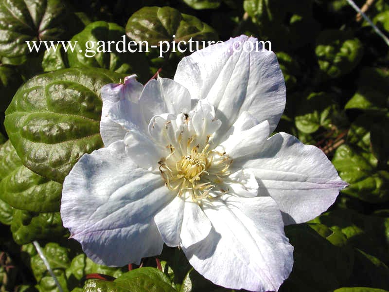 Clematis 'Veronica's Choice'