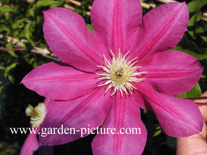Clematis 'Poulvo' (VINO)