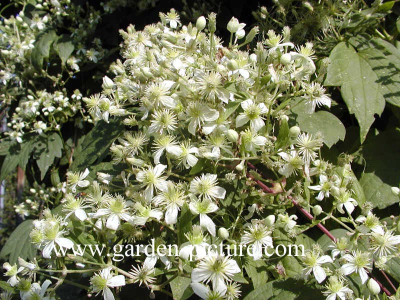 Clematis virginiana