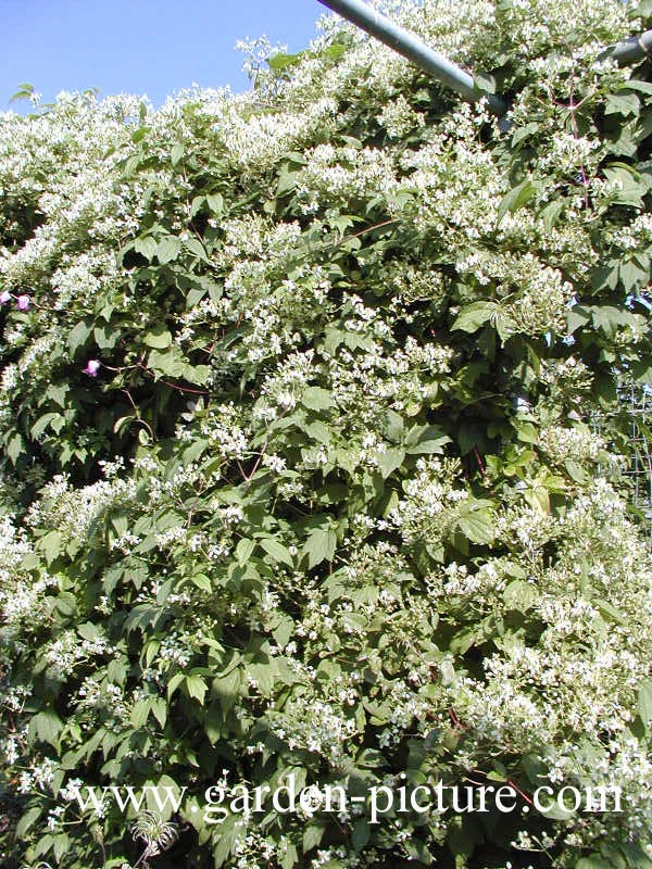 Clematis virginiana