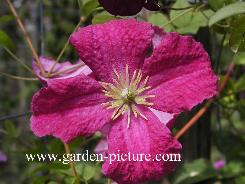 Clematis 'Abundance'
