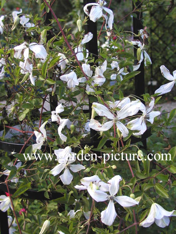 Clematis 'Alba Luxurians'