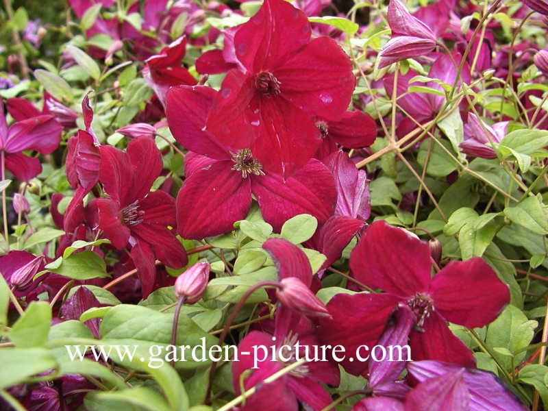 Clematis 'Royal Velours'