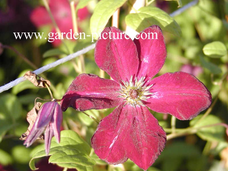 Clematis 'Royal Velours'