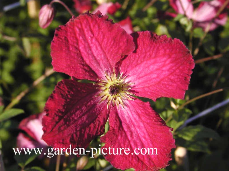 Clematis 'Rubra'