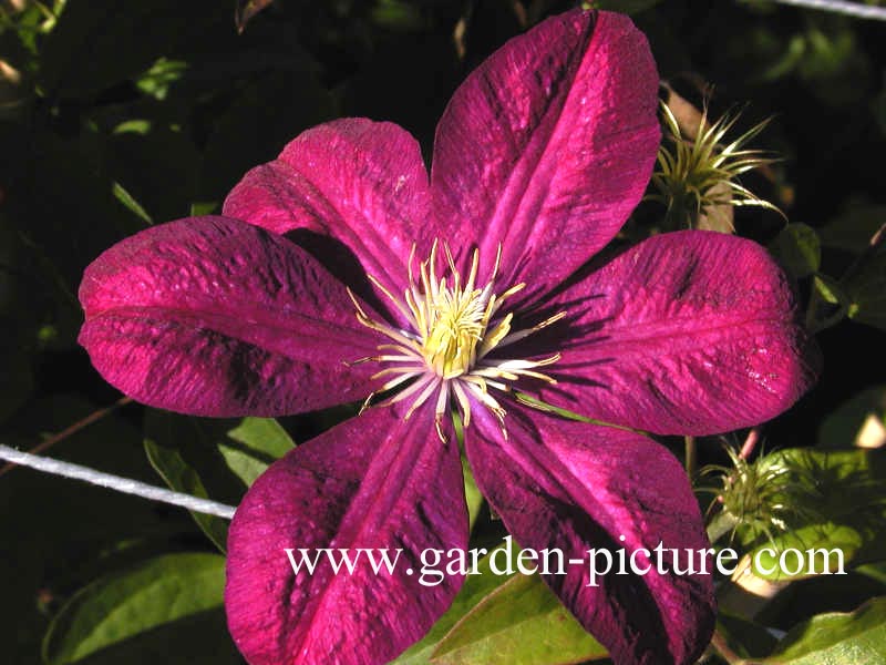 Clematis 'Voluceau'