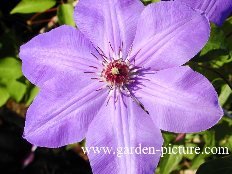 Clematis 'W.E. Gladstone'