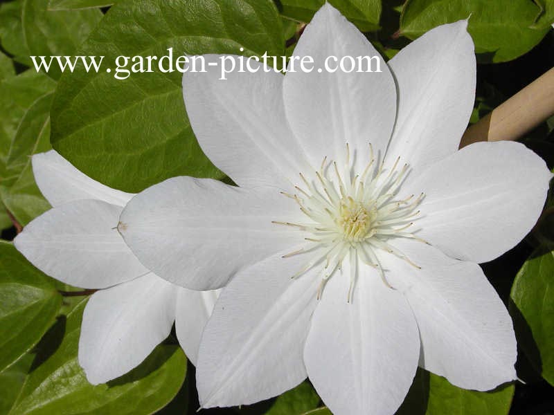 Clematis 'Mevrouw Le Coultre'