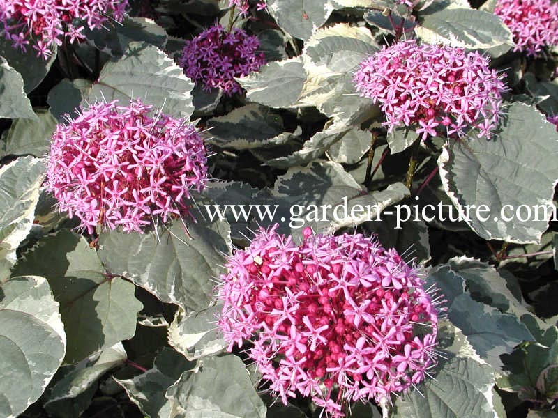 Clerodendrum bungei 'Pink Diamond'