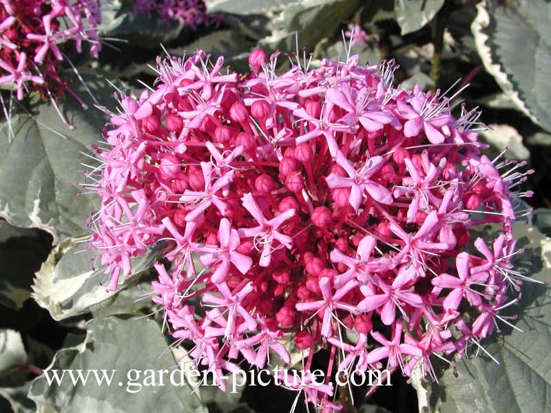 Clerodendrum bungei 'Pink Diamond'