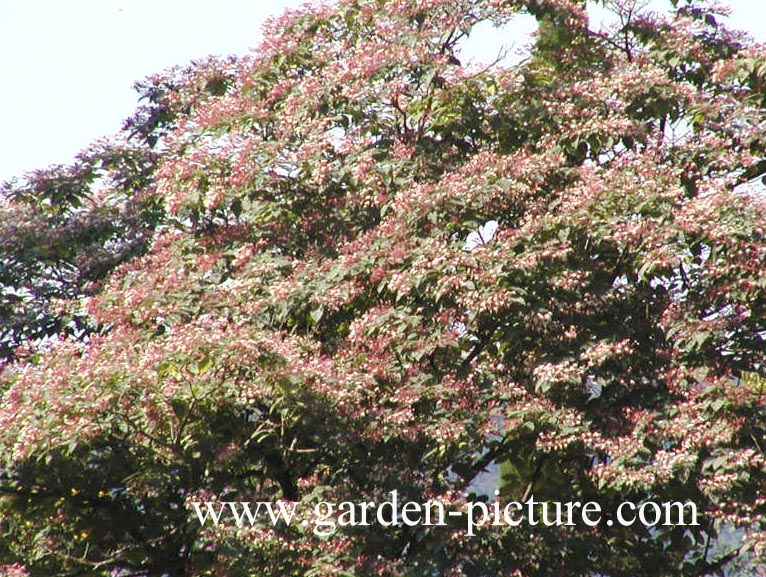 Clerodendrum trichotomum