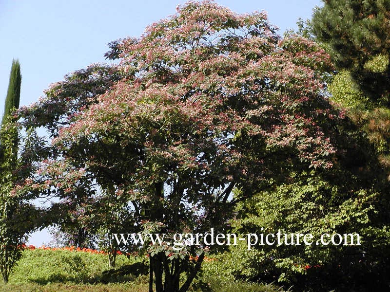 Clerodendrum trichotomum