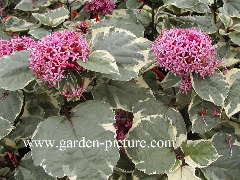 Clerodendrum bungei 'Pink Diamond'