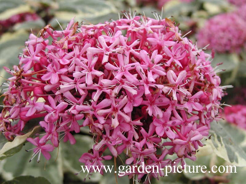 Clerodendrum bungei 'Pink Diamond'