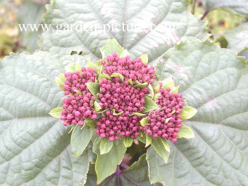 Clerodendrum bungei 'Pink Diamond'