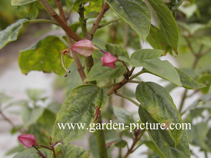 Clerodendrum trichotomum