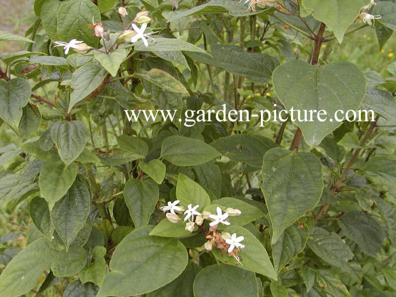 Clerodendrum trichotomum