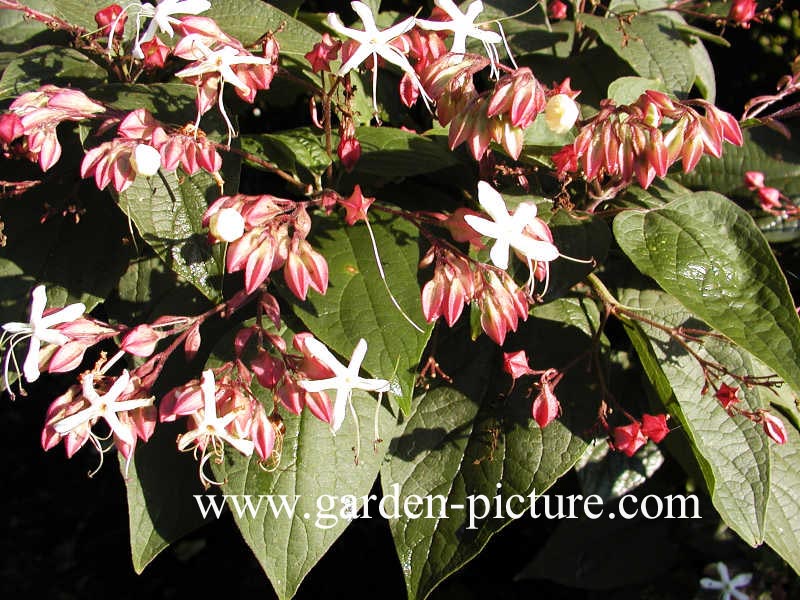 Clerodendrum trichotomum