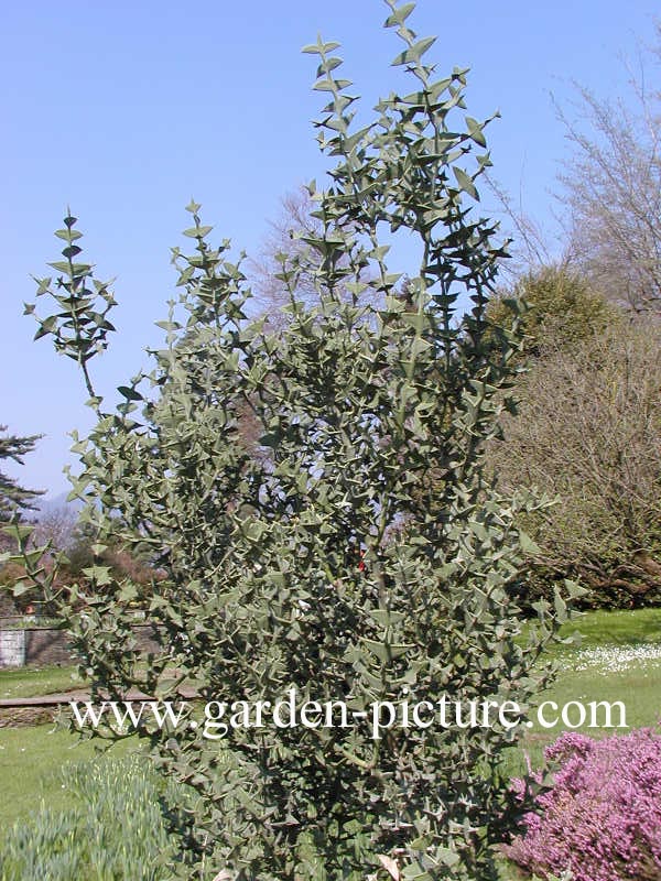 Colletia paradoxa