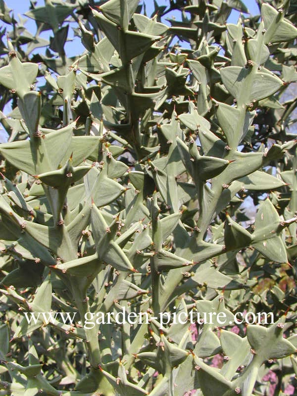 Colletia paradoxa