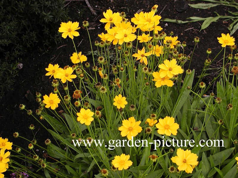 Coreopsis lanceolata 'Baby Gold'