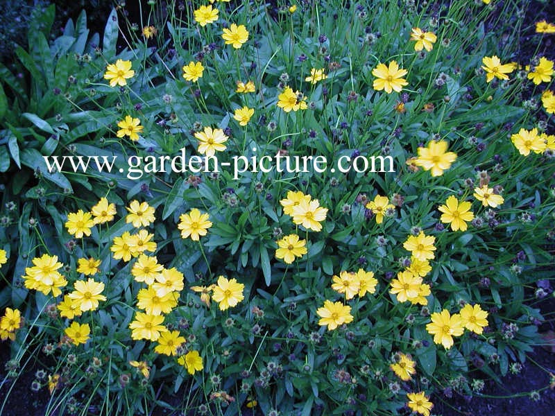 Coreopsis lanceolata 'Baby Gold'