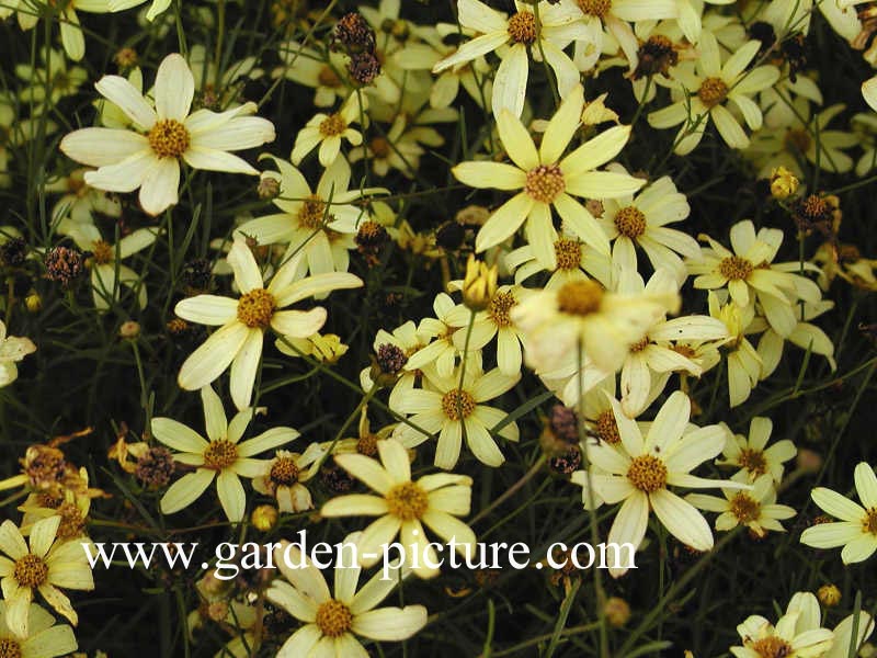 Coreopsis verticillata 'Moonbeam'