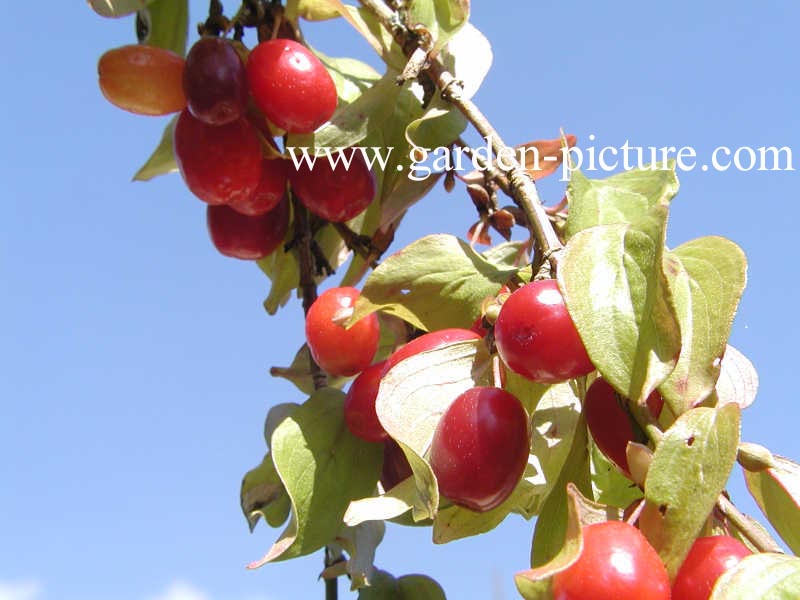 Cornus mas