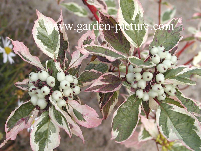 Cornus alba 'Sibirica Variegata'