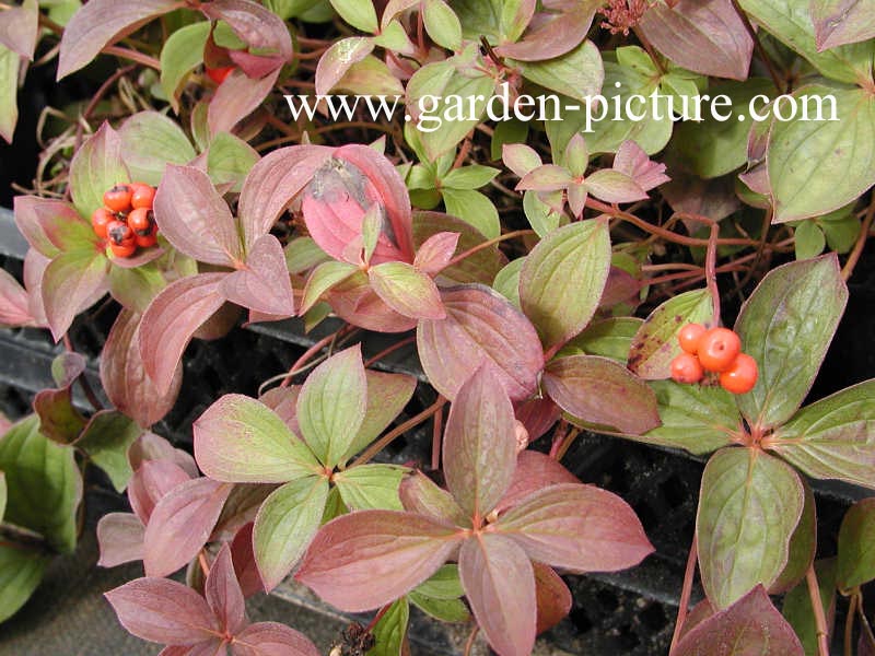 Cornus canadensis