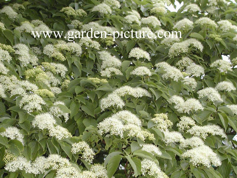 Cornus controversa