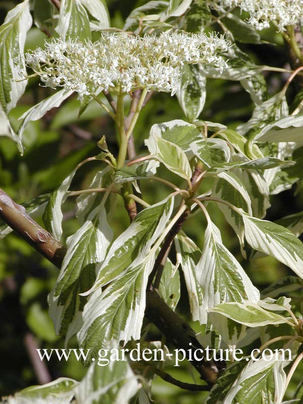 Cornus controversa 'Variegata'