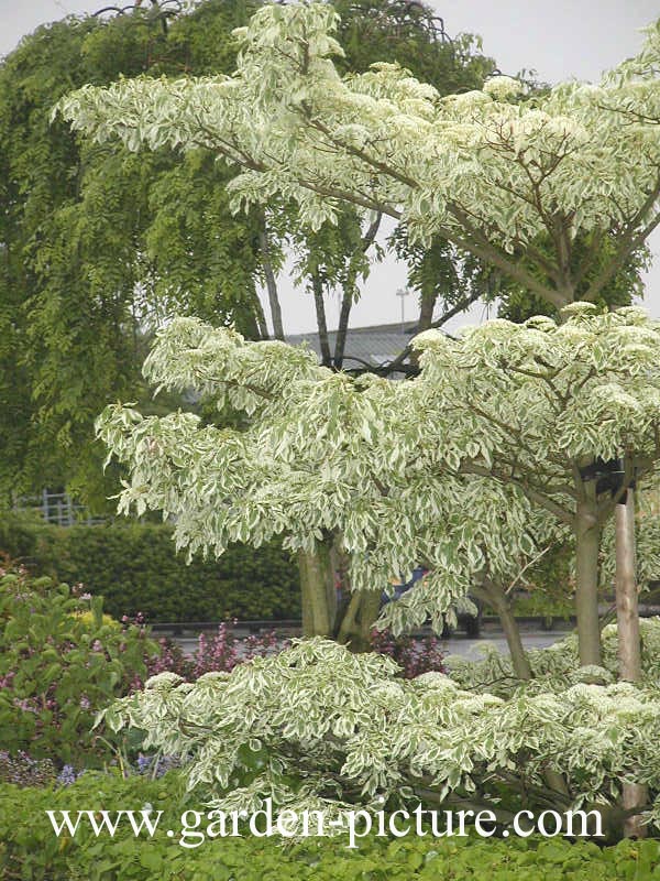 Cornus controversa 'Variegata'