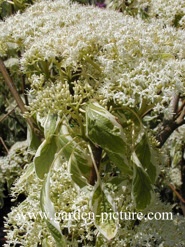 Cornus controversa 'Variegata'