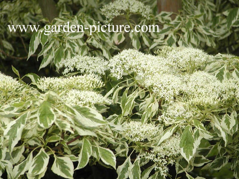 Cornus controversa 'Variegata'