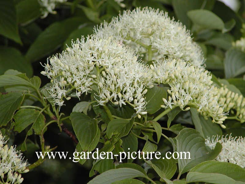 Cornus controversa