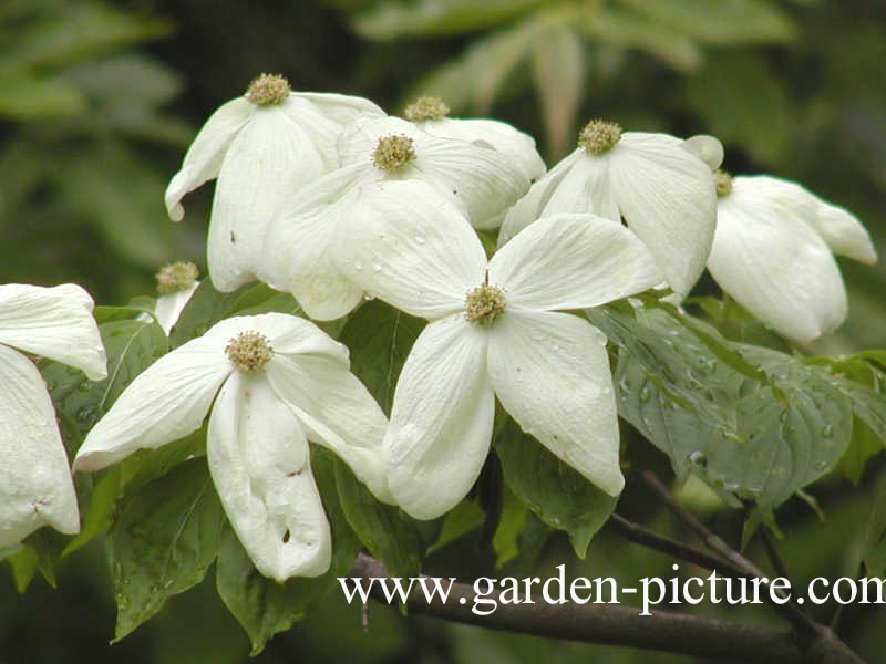 Cornus 'Rutban' (AURORA)